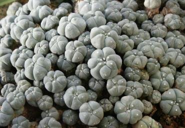 Lophophora_williamsii_caespitosa